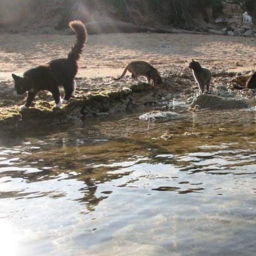 Warriors Roleplay