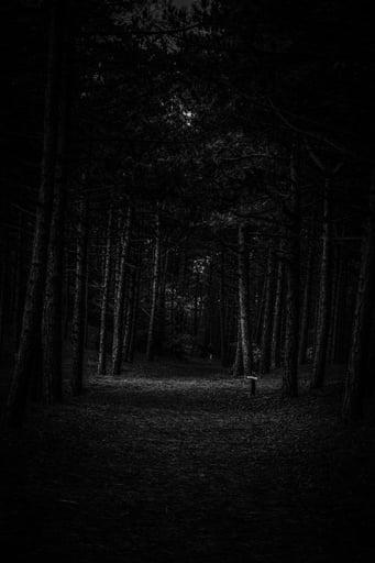 Dark Forest Incident